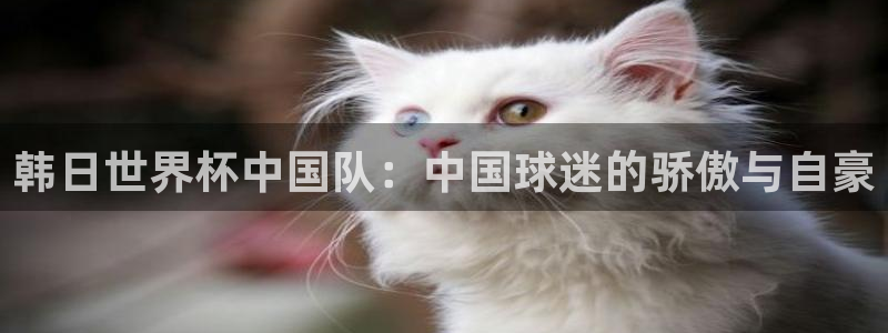足球世预赛：韩日世界杯中国队：中国球迷的骄傲与自豪